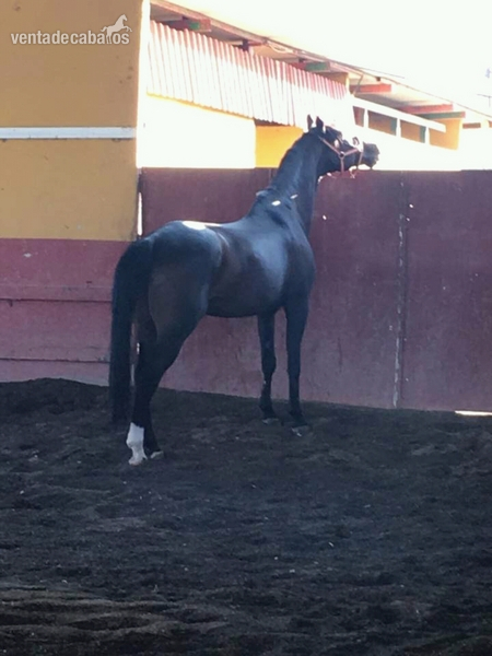 Westfaliano {TYPE}