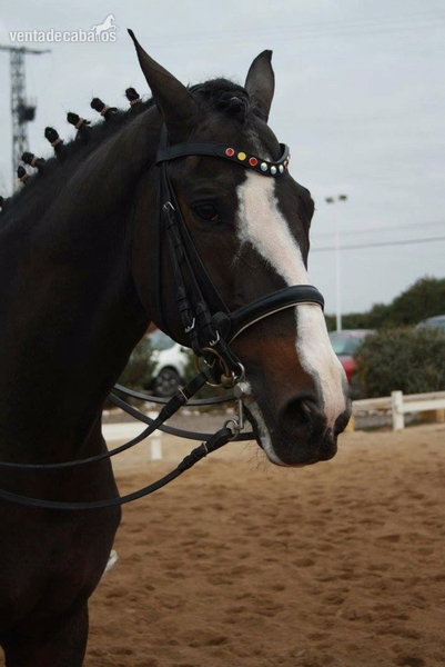 Caballos Capados Westfaliano - Oportunidad caballo gran premio