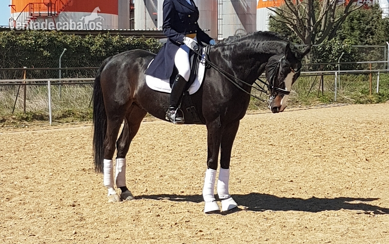Oportunidad caballo gran premio - Caballos Capados Westfaliano