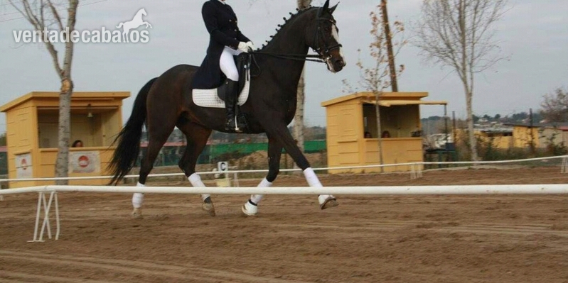 Oportunidad caballo gran premio - Westfaliano