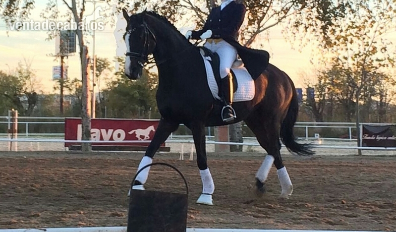 Oportunidad caballo gran premio - Caballos Capados