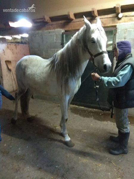 CABALLO HISPANO-ARABE Blanco in 