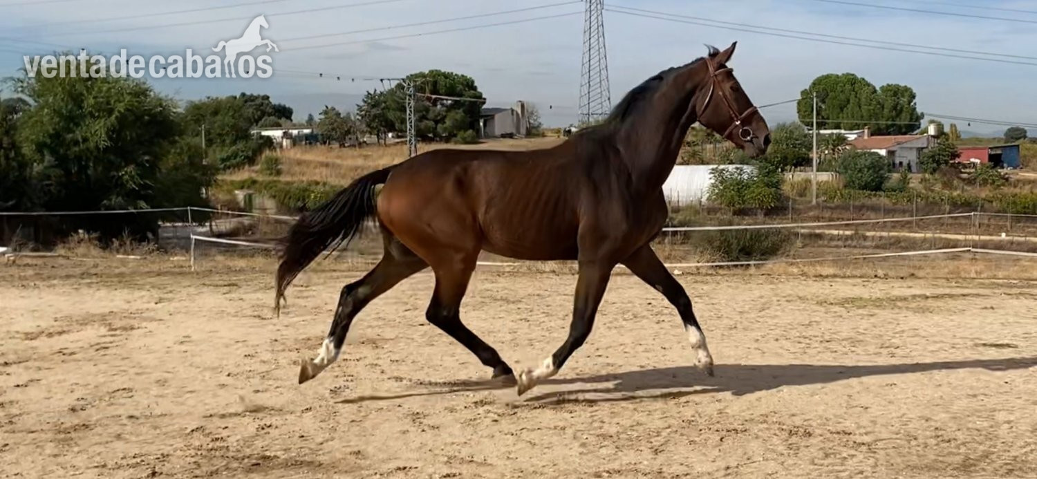 CABALLO DE DEPORTE in 