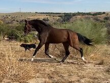 CABALLO DE DEPORTE