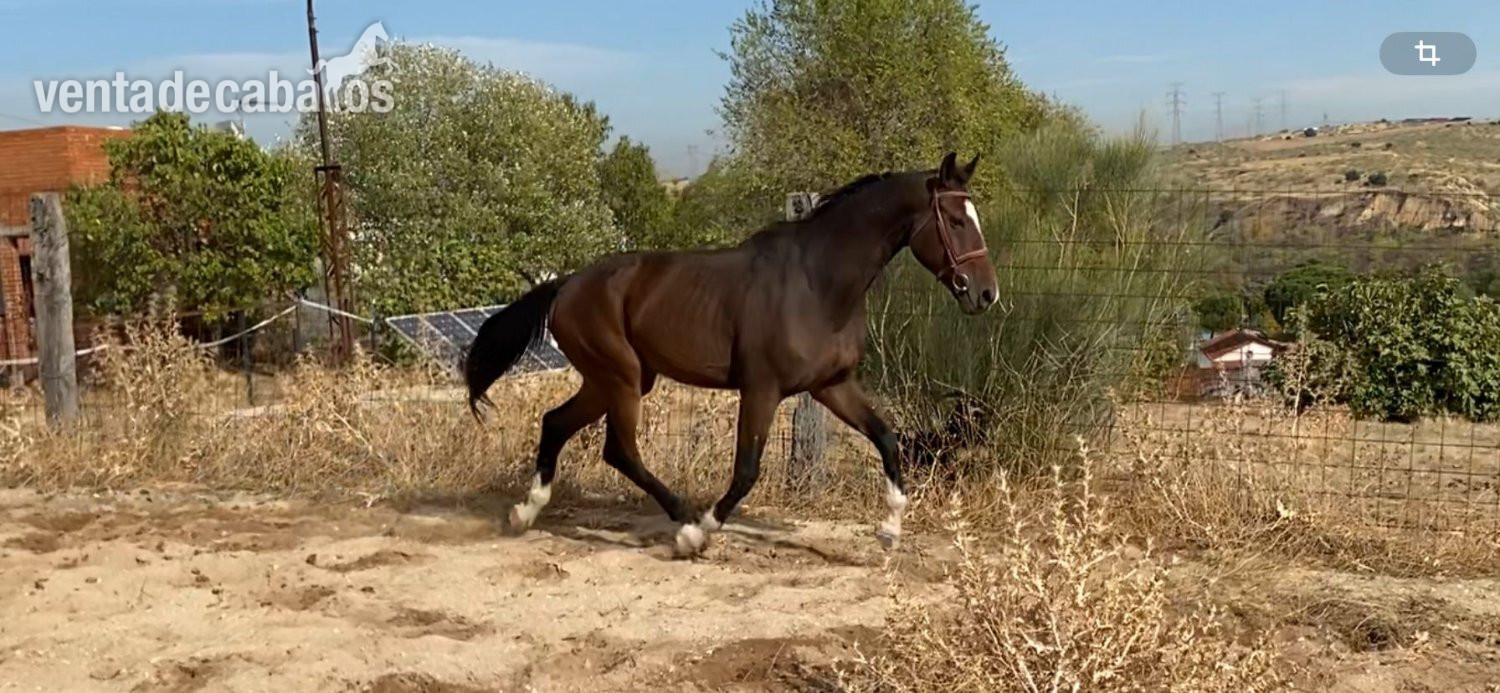 Potras EMPTY - CABALLO DE DEPORTE