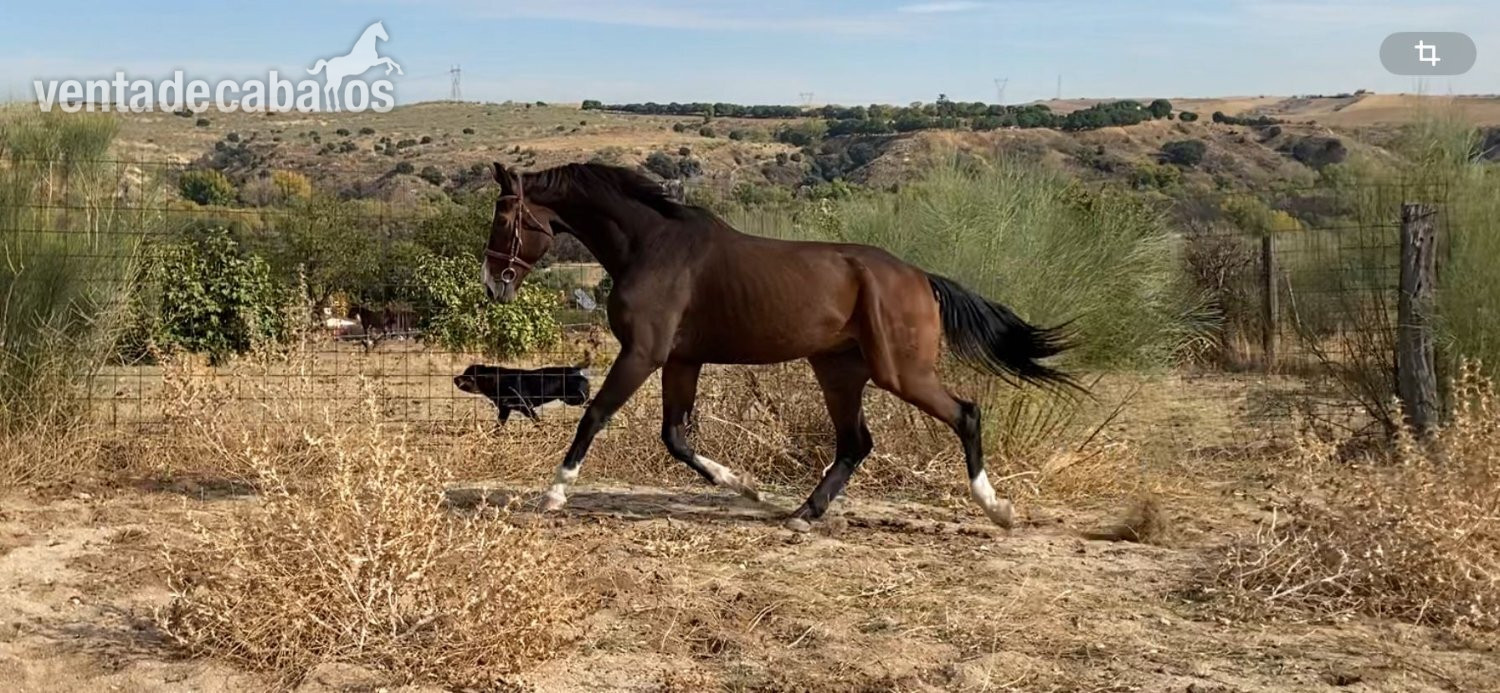 CABALLO DE DEPORTE - Potras EMPTY