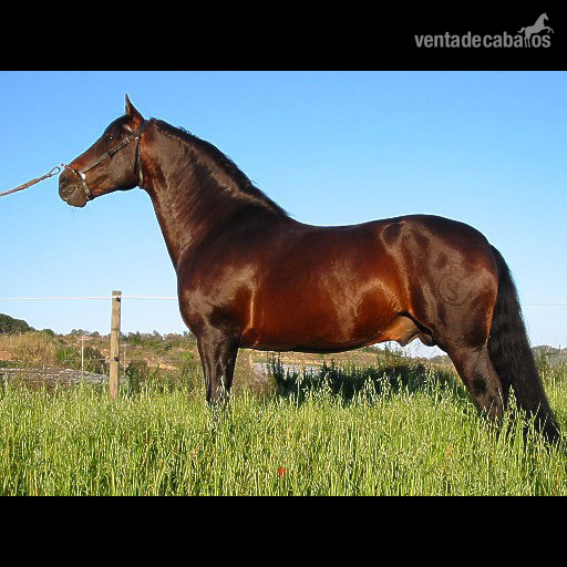 Andaluz