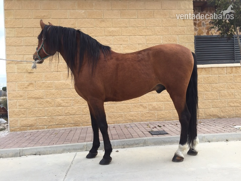 caballo pura raza español in 