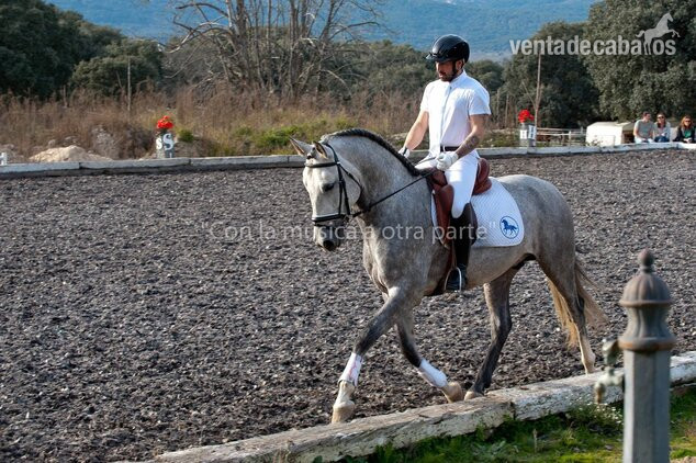 Caballos Pura Raza Española (P.R.E.) EMPTY - GRAN POTRO PRE