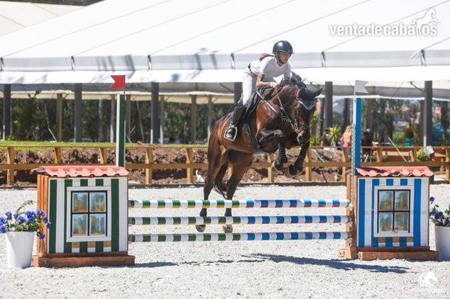Se vende Caballo CDE de Salto in 