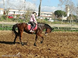 Se vende caballo PSI in 