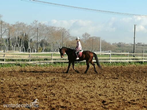 Caballos Capados Pura Sangre Inglés - Se vende caballo PSI