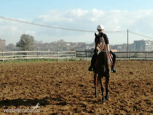 Se vende caballo PSI - Caballos Capados Pura Sangre Inglés