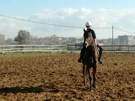 Se vende caballo PSI - Caballos Capados Pura Sangre Inglés