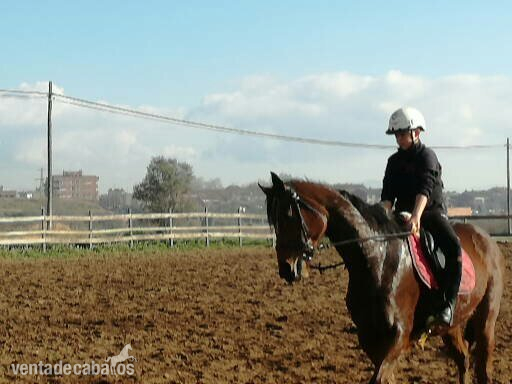 Se vende caballo PSI - Pura Sangre Inglés
