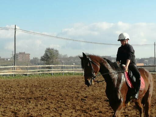 Se vende caballo PSI - Pura Sangre Inglés