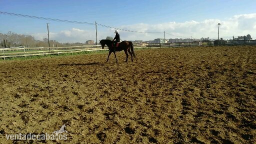 Se vende caballo PSI - Caballos Capados