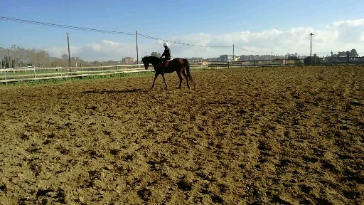 Se vende caballo PSI - Caballos Capados