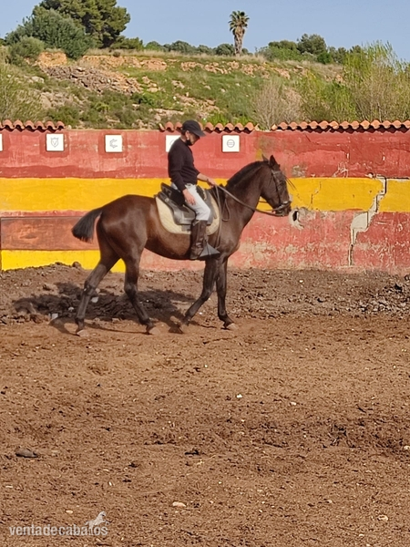 Yegua jaca colina in 