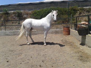 caballo raza española tordo