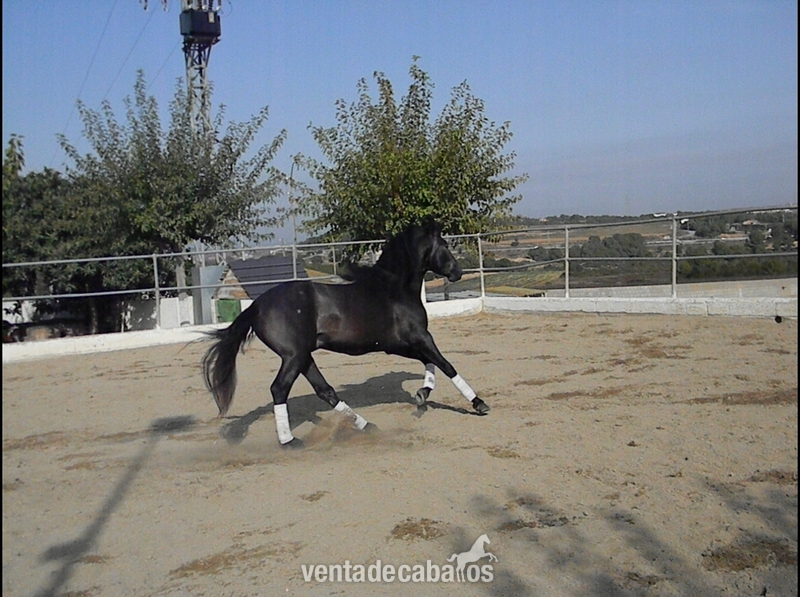 PRE - Tordo Oscuro- - Caballos Pura Raza Española (P.R.E.) in 