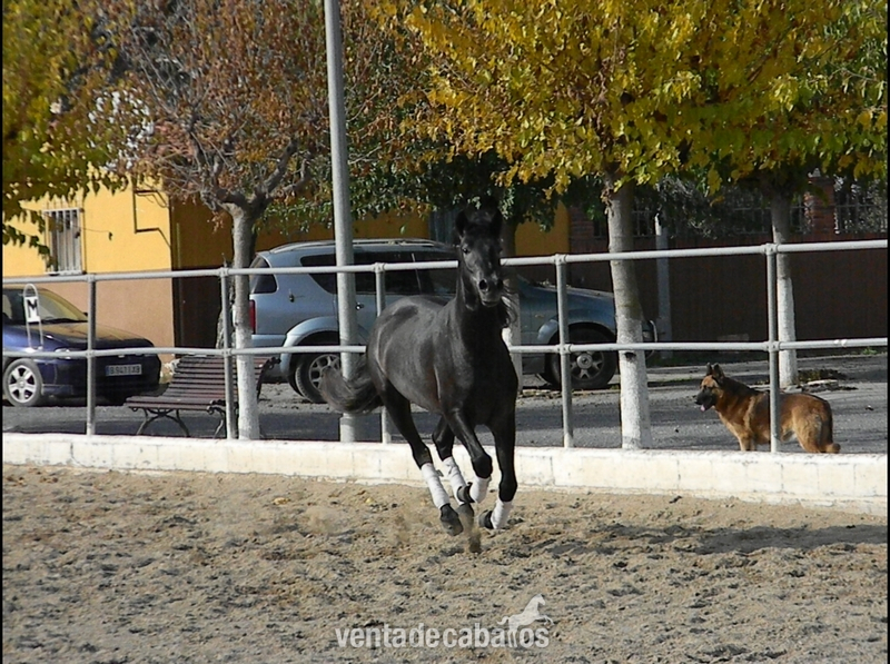 PRE - Tordo Oscuro- - Caballos Pura Raza Española (P.R.E.)