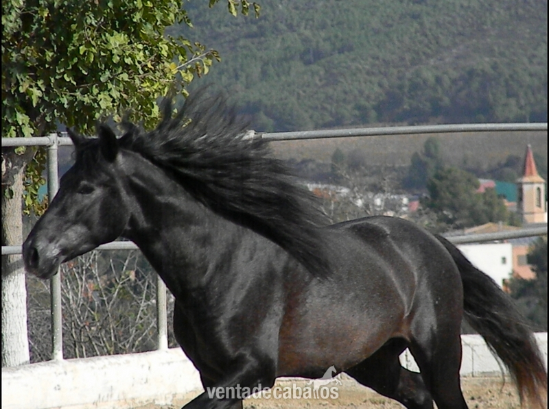 PRE - Tordo Oscuro- 