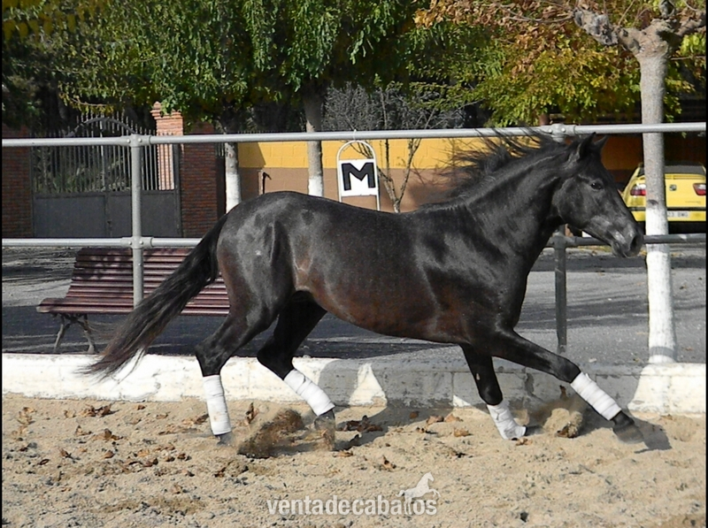 Caballos Pura Raza Española (P.R.E.) - PRE - Tordo Oscuro- in 