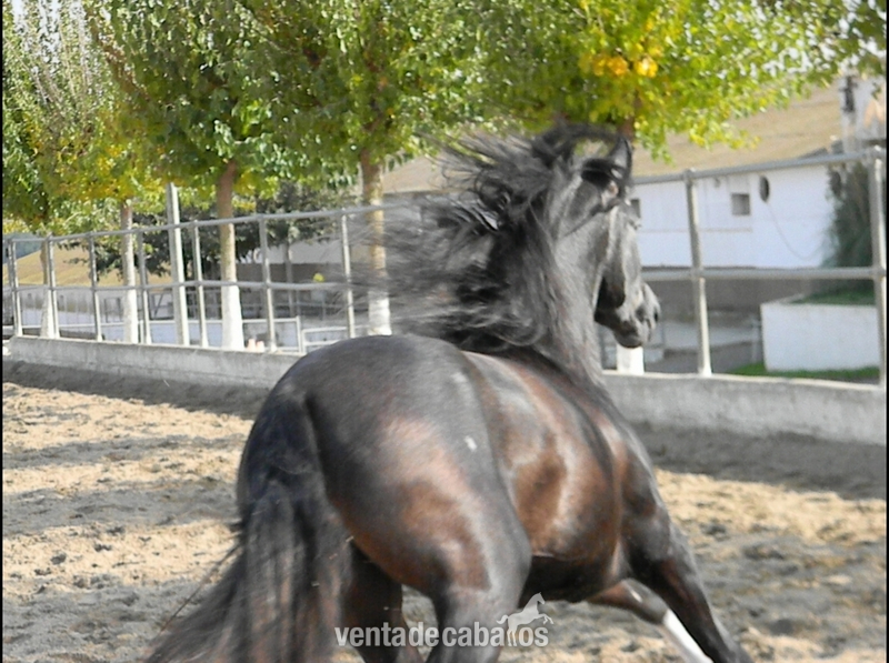 Caballos Pura Raza Española (P.R.E.) - PRE - Tordo Oscuro-