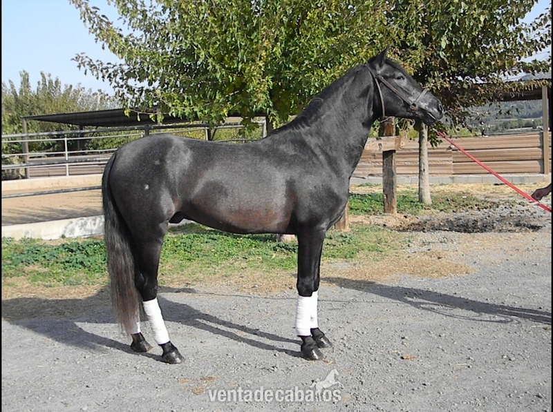 Caballos Pura Raza Española (P.R.E.) Pura Raza Española - PRE - Tordo Oscuro-