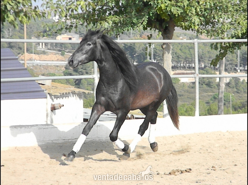 PRE - Tordo Oscuro- - Caballos Pura Raza Española (P.R.E.) Pura Raza Española