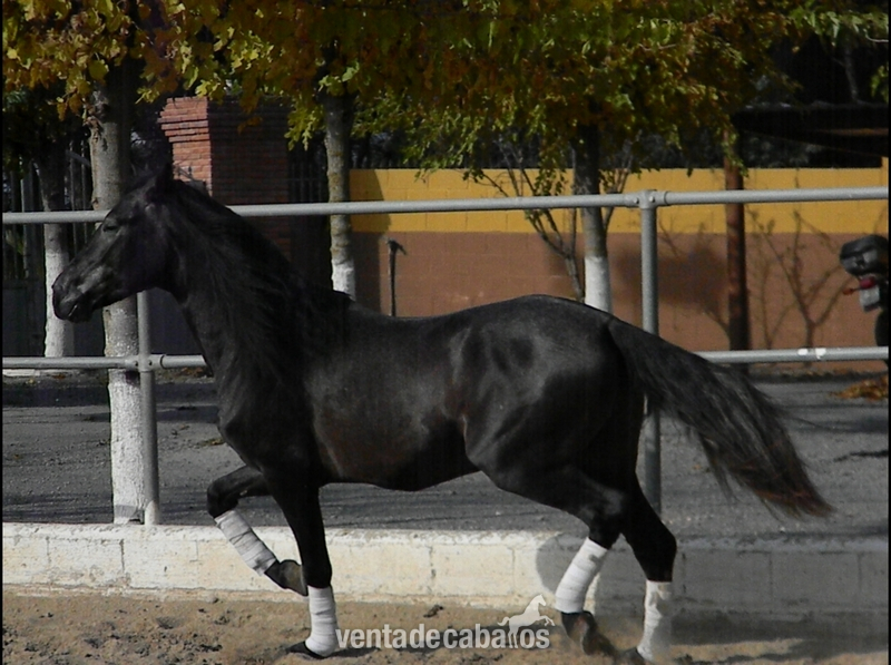 PRE - Tordo Oscuro- - Caballos Pura Raza Española (P.R.E.)