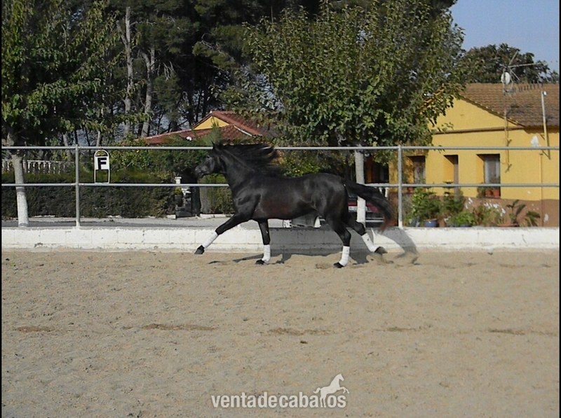 PRE - Tordo Oscuro-