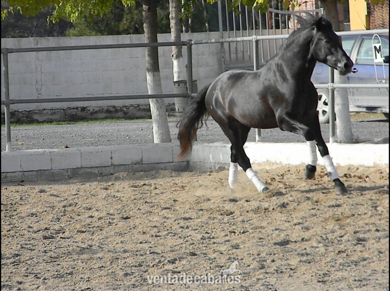  PRE - Tordo Oscuro-