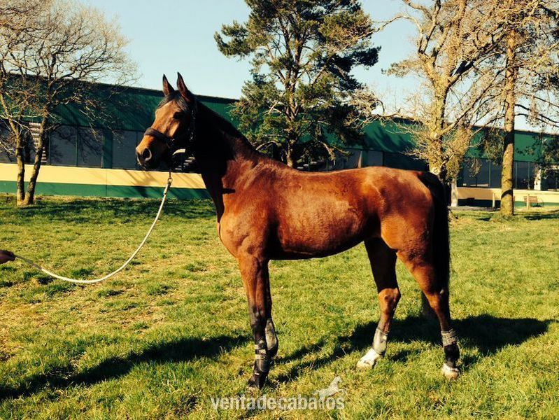 SUPER OFERTA CABALLO DE SALTO COMPETICIÓN in 