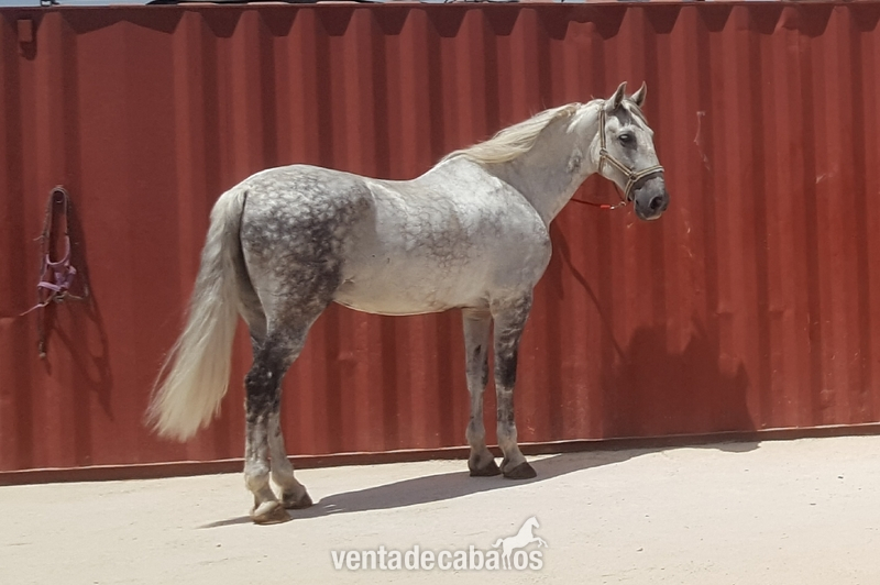 Caballo apto para cualquier jinete in 