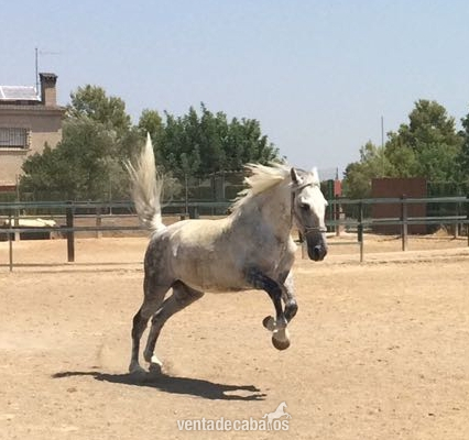 Cruzado lusitano x kw