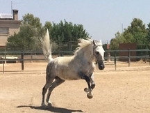 Caballo apto para cualquier jinete