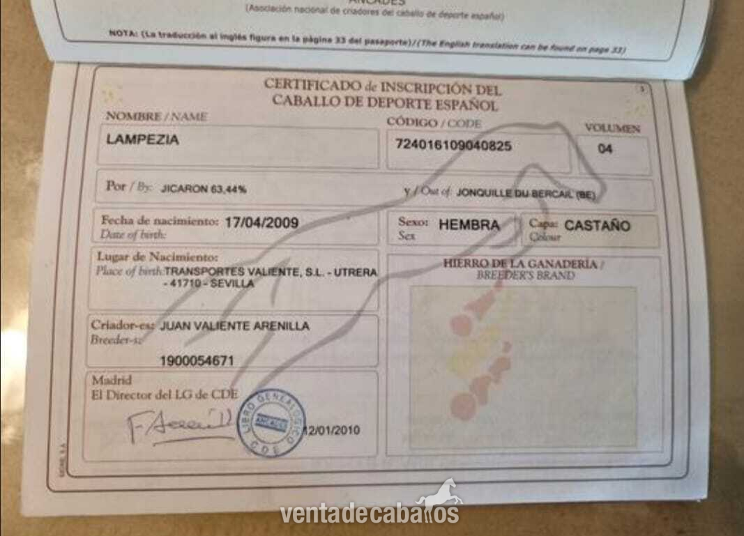 Yeguas EMPTY - YEGUA ANGLO ÁRABE DOMA VAQUERA