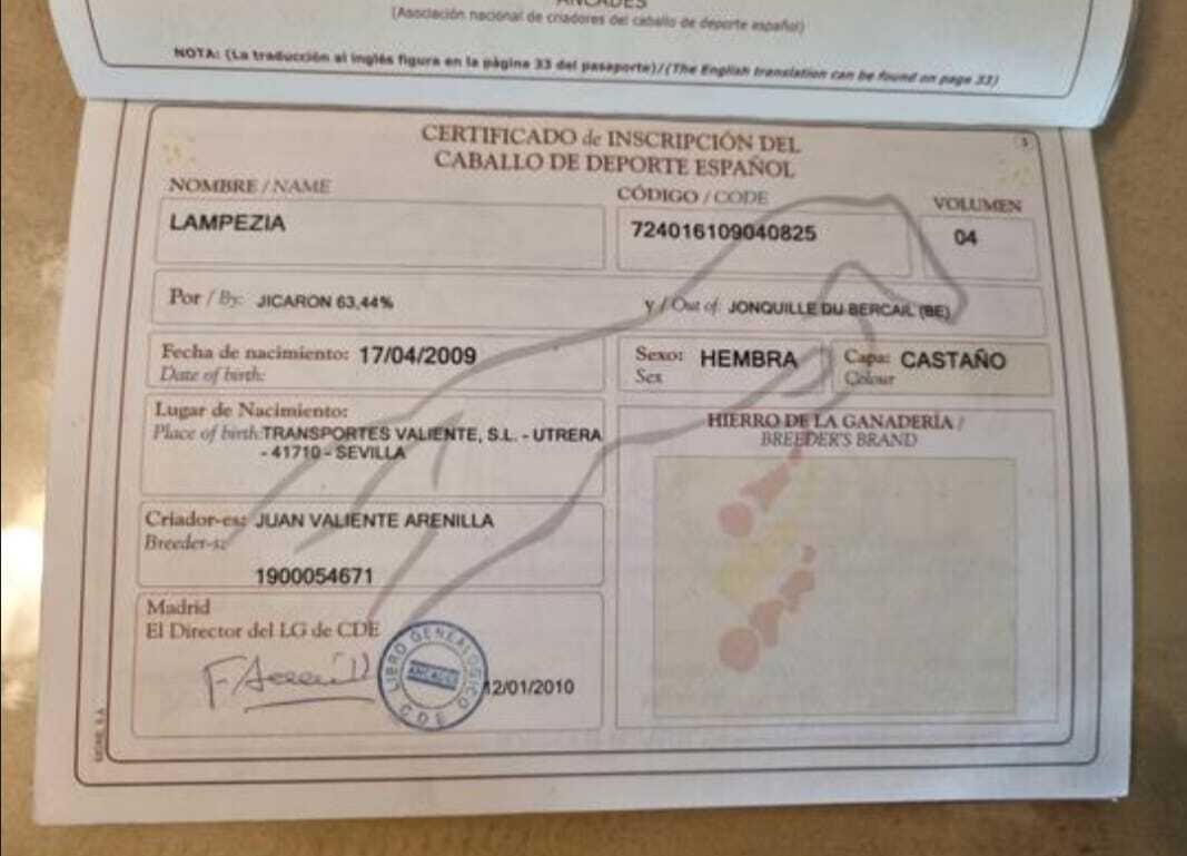 Yeguas EMPTY - YEGUA ANGLO ÁRABE DOMA VAQUERA