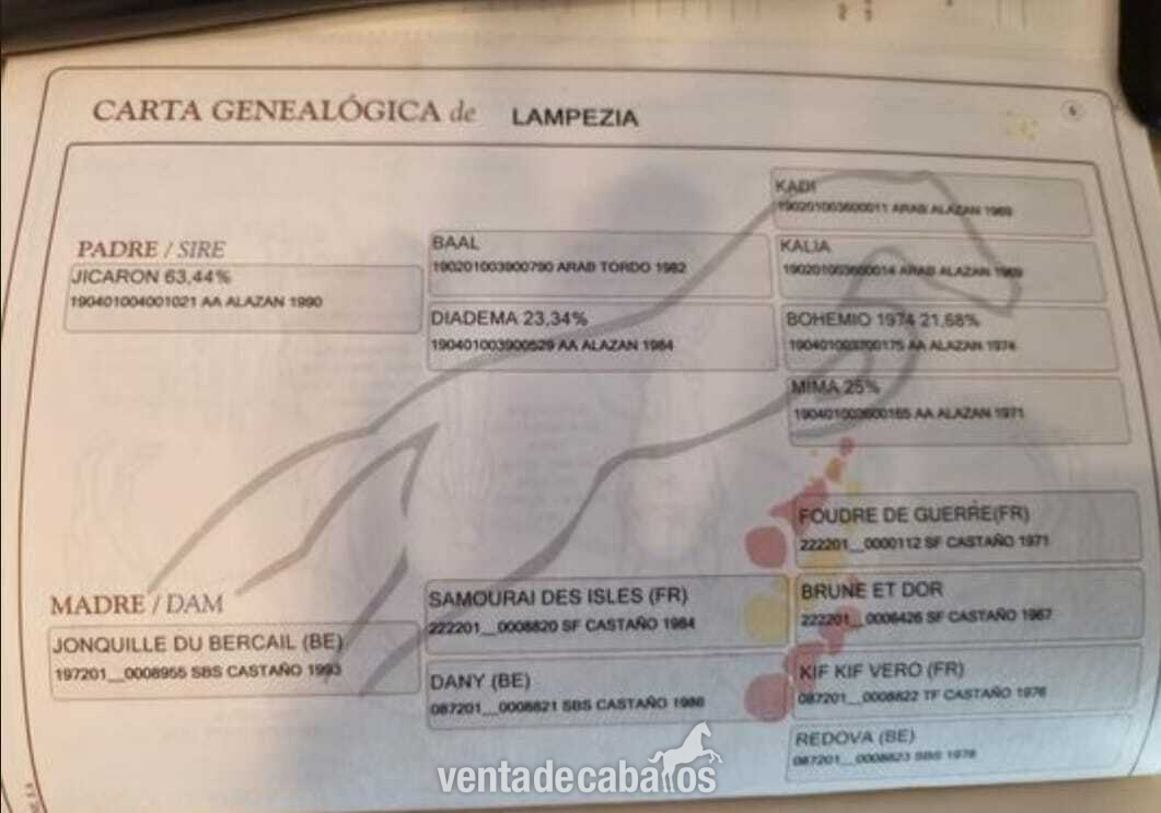 YEGUA ANGLO ÁRABE DOMA VAQUERA - Yeguas EMPTY