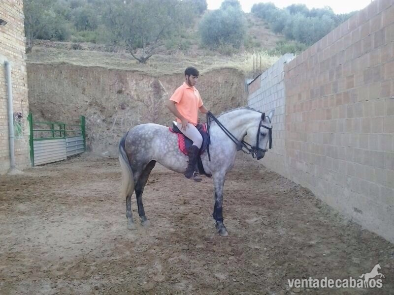Vendo yegua ha in 