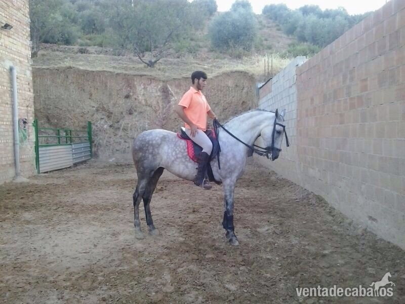 Hispano-Arabe