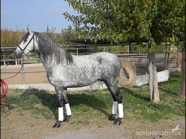 PRE - Tordo Rodao - - Caballos Pura Raza Española (P.R.E.) in 