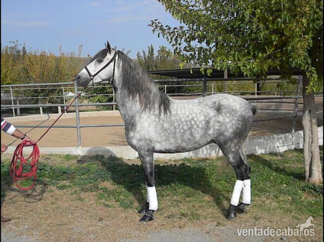 PRE - Tordo Rodao - - Caballos Pura Raza Española (P.R.E.)