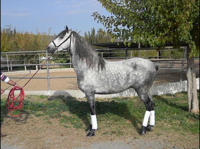 PRE - Tordo Rodao - - Caballos Pura Raza Española (P.R.E.)