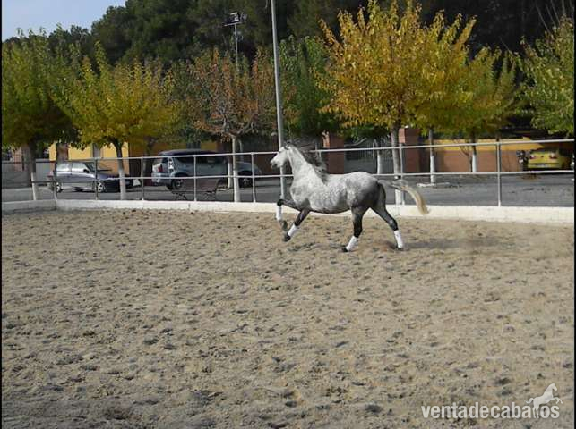Caballos Pura Raza Española (P.R.E.) Pura Raza Española - PRE - Tordo Rodao -