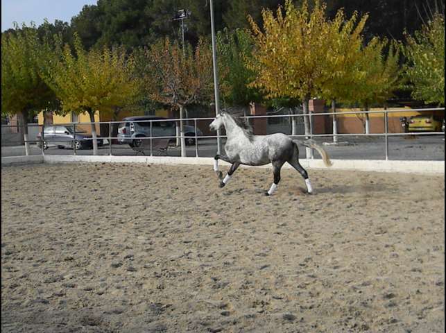 Caballos Pura Raza Española (P.R.E.) Pura Raza Española - PRE - Tordo Rodao -