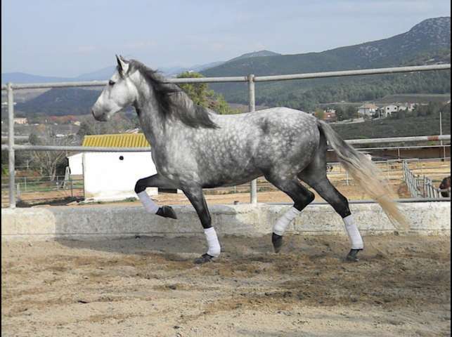 PRE - Tordo Rodao -