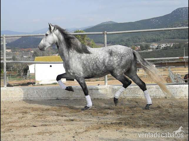 PRE - Tordo Rodao -